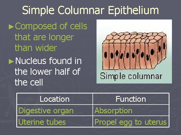 Simple Columnar Epithelium ►Composed of cells that are longer than wider ►Nucleus found in