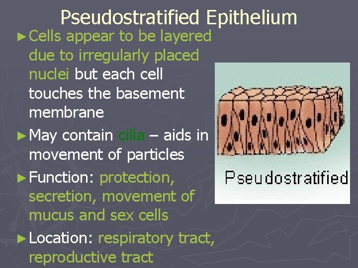 Pseudostratified Epithelium ► Cells appear to be layered due to irregularly placed nuclei but