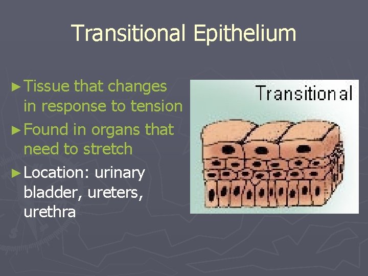 Transitional Epithelium ► Tissue that changes in response to tension ► Found in organs