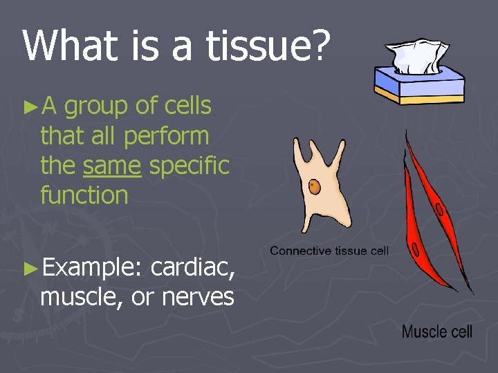 What is a tissue? ►A group of cells that all perform the same specific