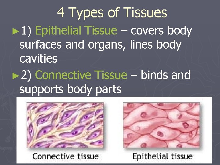 4 Types of Tissues ► 1) Epithelial Tissue – covers body surfaces and organs,