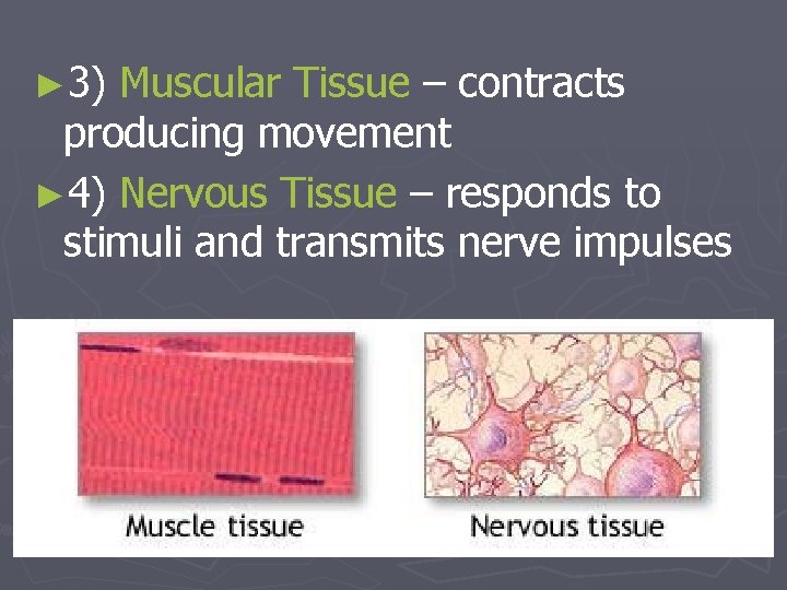 ► 3) Muscular Tissue – contracts producing movement ► 4) Nervous Tissue – responds