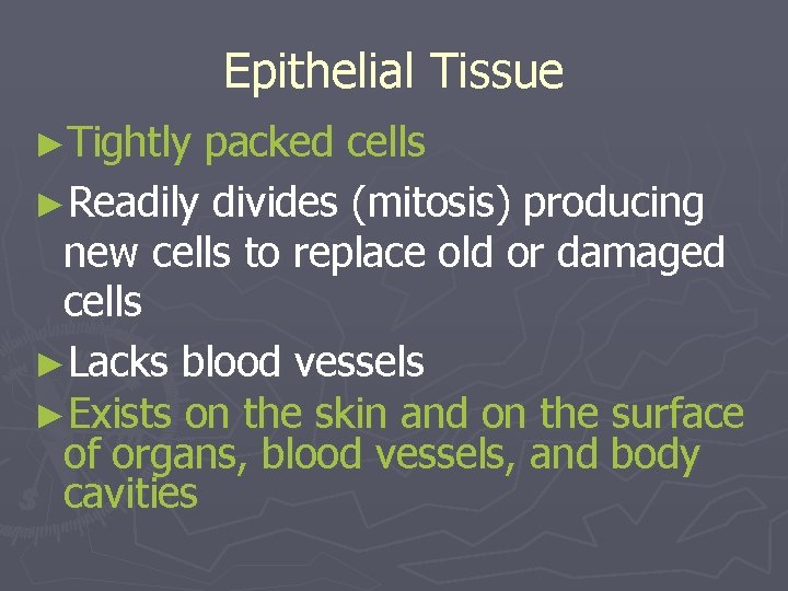 Epithelial Tissue ►Tightly packed cells ►Readily divides (mitosis) producing new cells to replace old