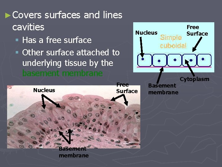 ► Covers surfaces and lines cavities § Has a free surface § Other surface