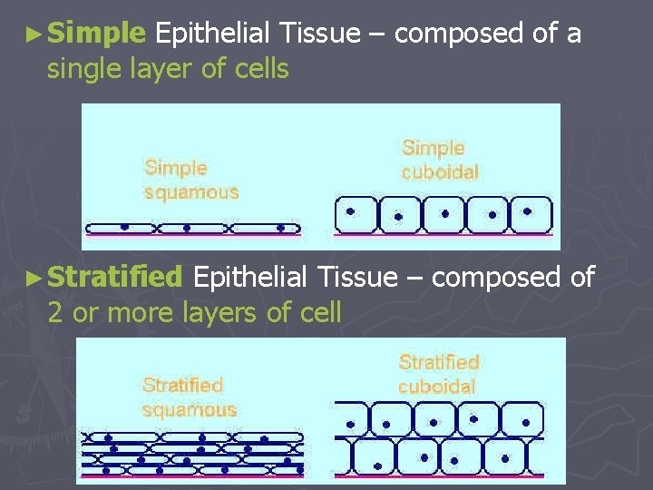 ► Simple Epithelial Tissue – composed of a single layer of cells ► Stratified