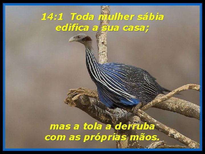 14: 1 Toda mulher sábia edifica a sua casa; mas a tola a derruba