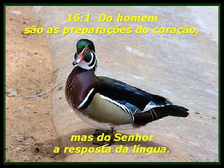 16: 1 Do homem são as preparações do coração, mas do Senhor a resposta