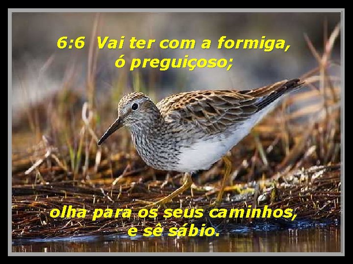 6: 6 Vai ter com a formiga, ó preguiçoso; olha para os seus caminhos,