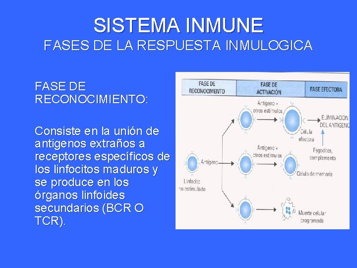 SISTEMA INMUNE FASES DE LA RESPUESTA INMULOGICA FASE DE RECONOCIMIENTO: Consiste en la unión