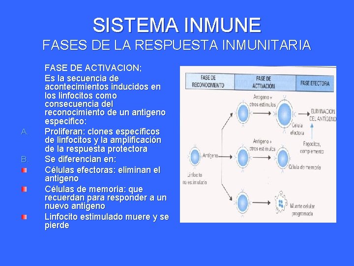 SISTEMA INMUNE FASES DE LA RESPUESTA INMUNITARIA A. B. FASE DE ACTIVACION; Es la