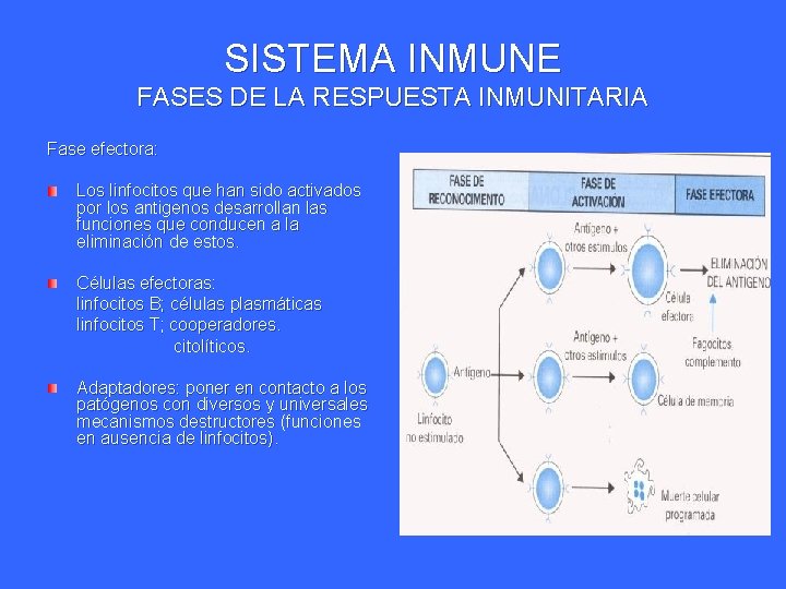 SISTEMA INMUNE FASES DE LA RESPUESTA INMUNITARIA Fase efectora: Los linfocitos que han sido