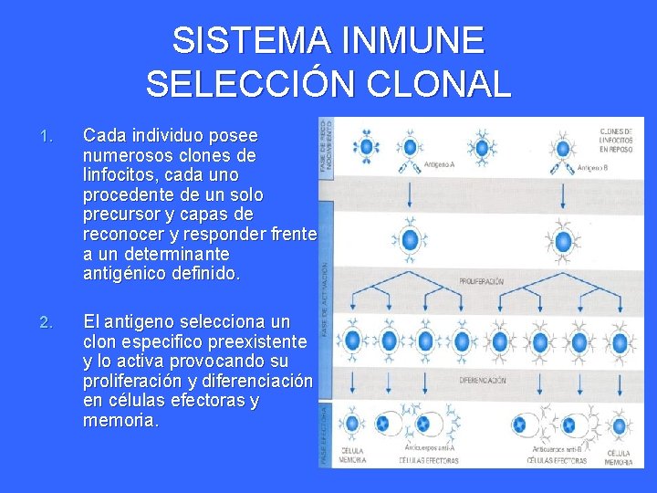 SISTEMA INMUNE SELECCIÓN CLONAL 1. Cada individuo posee numerosos clones de linfocitos, cada uno