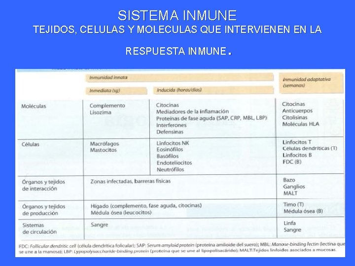 SISTEMA INMUNE TEJIDOS, CELULAS Y MOLECULAS QUE INTERVIENEN EN LA . RESPUESTA INMUNE 
