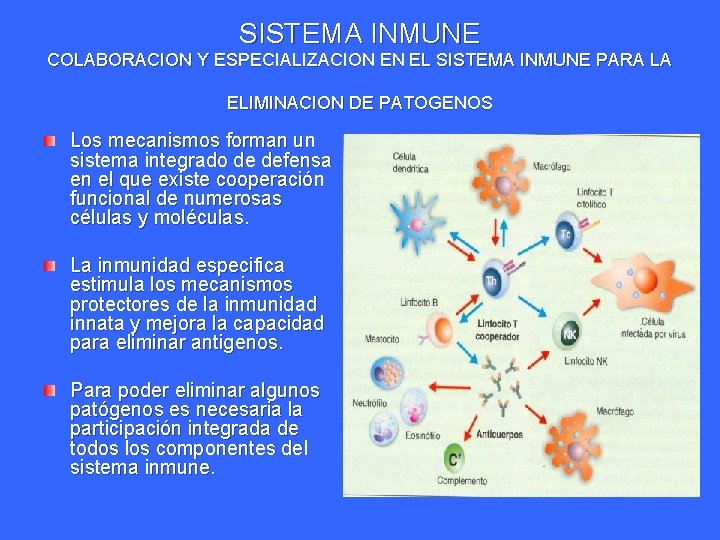 SISTEMA INMUNE COLABORACION Y ESPECIALIZACION EN EL SISTEMA INMUNE PARA LA ELIMINACION DE PATOGENOS