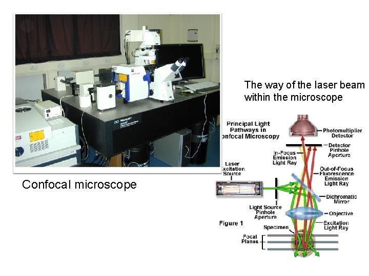 The way of the laser beam within the microscope Confocal microscope 