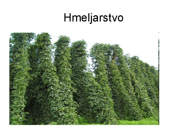 Hmeljarstvo 