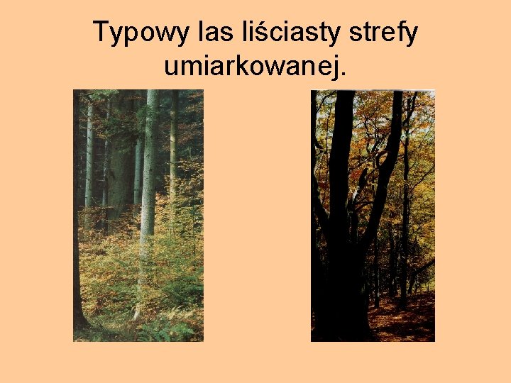 Typowy las liściasty strefy umiarkowanej. 