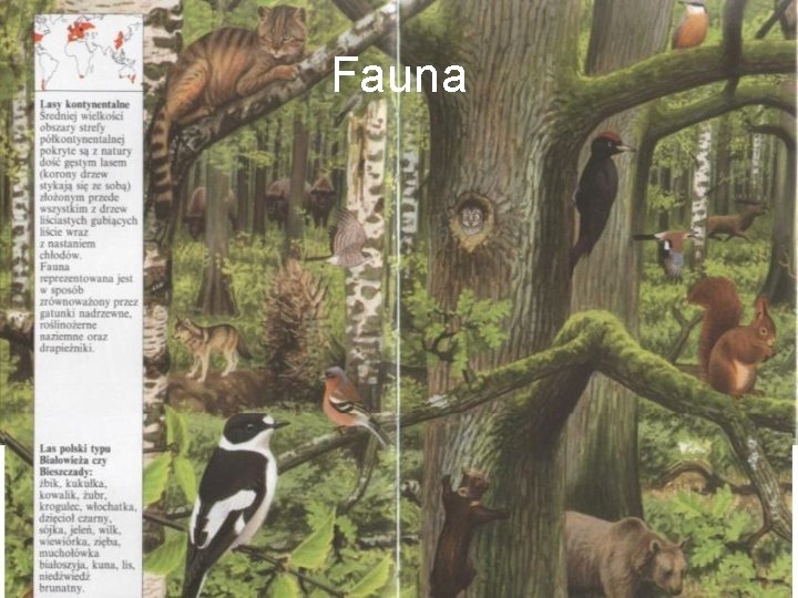 Fauna 