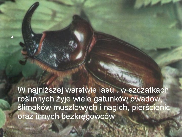  • W najniższej warstwie lasu , w szczątkach roślinnych żyje wiele gatunków owadów,