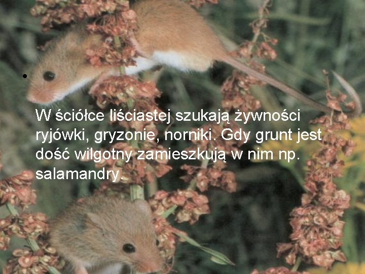  • W ściółce liściastej szukają żywności ryjówki, gryzonie, norniki. Gdy grunt jest dość