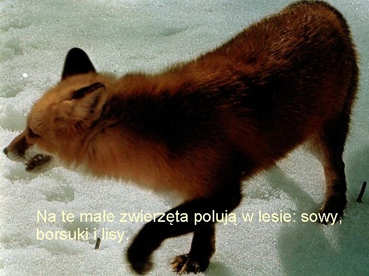  • Na te małe zwierzęta polują w lesie: sowy, borsuki i lisy. 