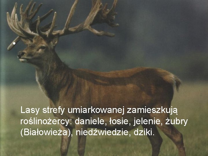  • Lasy strefy umiarkowanej zamieszkują roślinożercy: daniele, łosie, jelenie, żubry (Białowieża), niedźwiedzie, dziki.