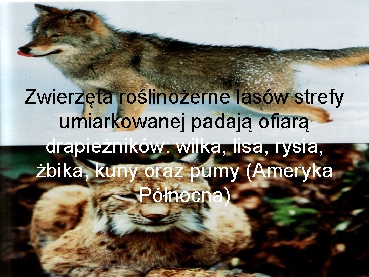 Zwierzęta roślinożerne lasów strefy umiarkowanej padają ofiarą drapieżników: wilka, lisa, rysia, żbika, kuny oraz