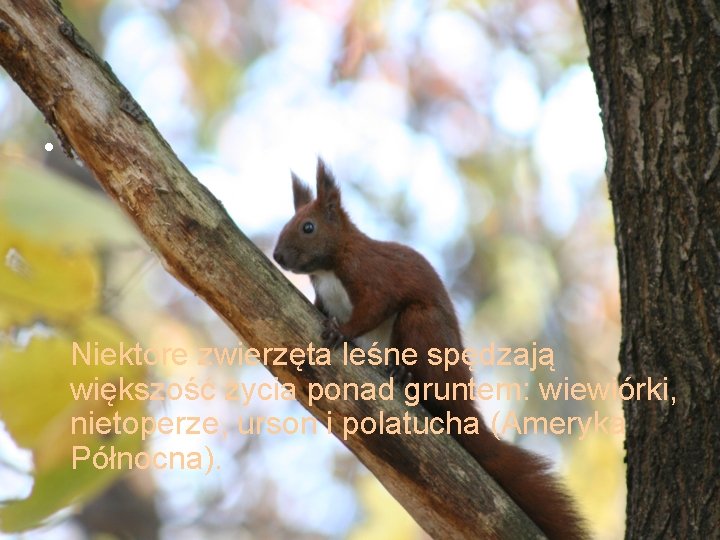  • Niektóre zwierzęta leśne spędzają większość życia ponad gruntem: wiewiórki, nietoperze, urson i