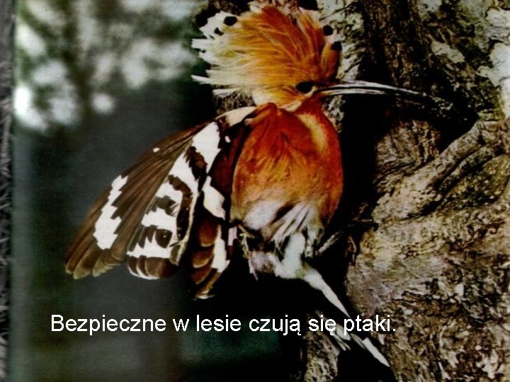 Bezpieczne w lesie czują się ptaki. 