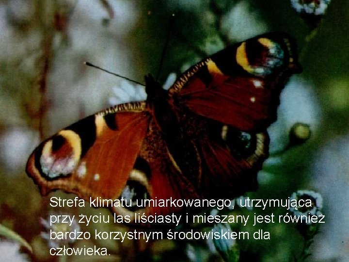 Strefa klimatu umiarkowanego, utrzymująca przy życiu las liściasty i mieszany jest również bardzo korzystnym