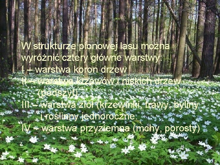 W strukturze pionowej lasu można wyróżnić cztery główne warstwy: I – warstwa koron drzew