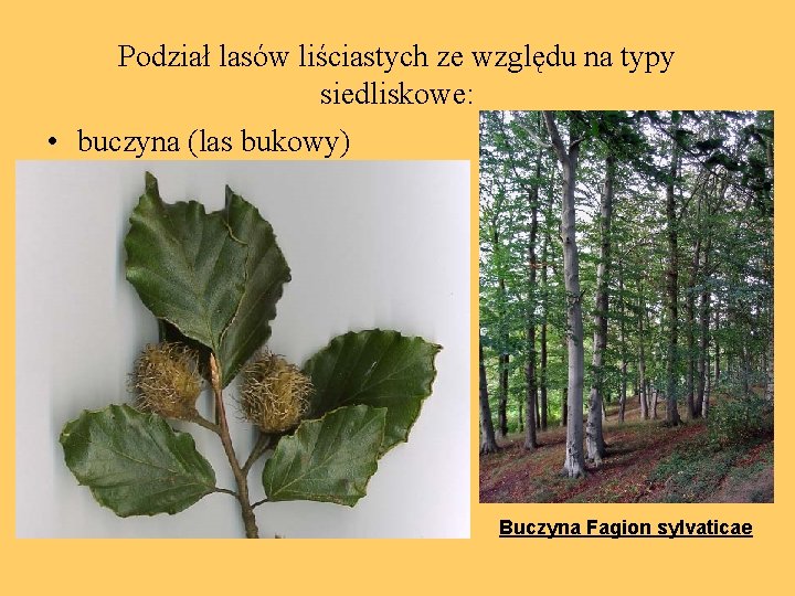 Podział lasów liściastych ze względu na typy siedliskowe: • buczyna (las bukowy) Buczyna Fagion