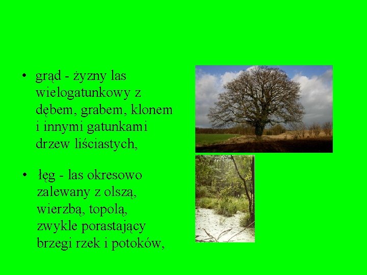  • grąd - żyzny las wielogatunkowy z dębem, grabem, klonem i innymi gatunkami