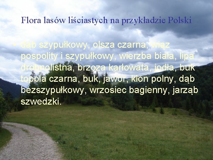 Flora lasów liściastych na przykładzie Polski • dąb szypułkowy, olsza czarna, wiąz pospolity i