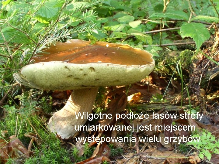  • Wilgotne podłoże lasów strefy umiarkowanej jest miejscem występowania wielu grzybów 