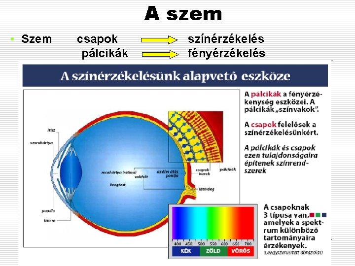 A szem • Szem csapok pálcikák színérzékelés fényérzékelés 