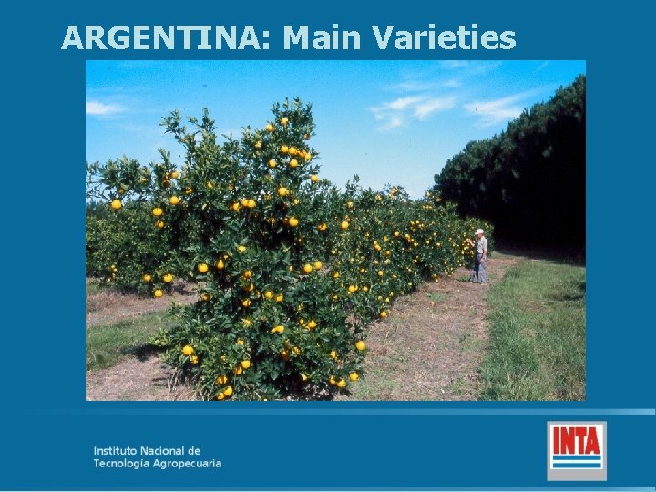 ARGENTINA: Main Varieties 