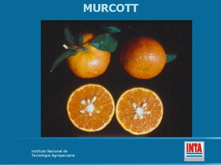 MURCOTT 