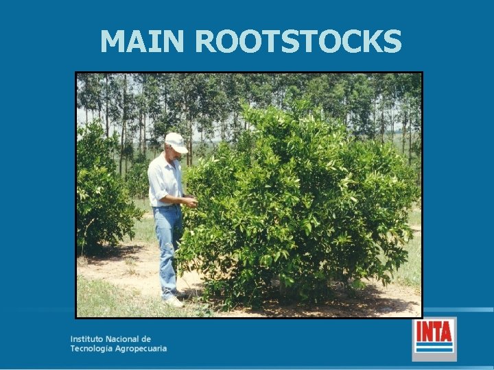 MAIN ROOTSTOCKS 