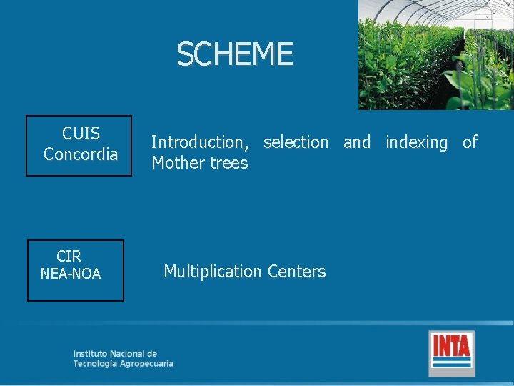 SCHEME CUIS Concordia CIR NEA-NOA Introduction, selection and indexing of Mother trees Multiplication Centers