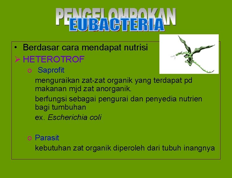  • Berdasar cara mendapat nutrisi Ø HETEROTROF o Saprofit menguraikan zat-zat organik yang