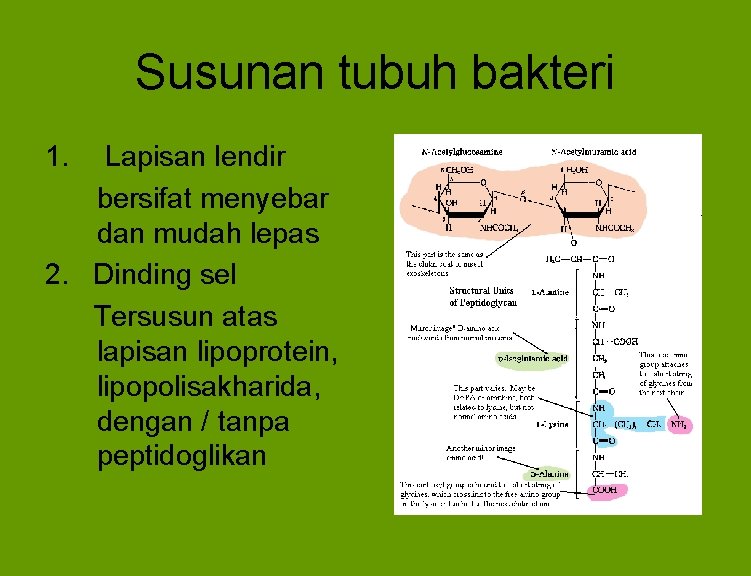 Susunan tubuh bakteri 1. Lapisan lendir bersifat menyebar dan mudah lepas 2. Dinding sel