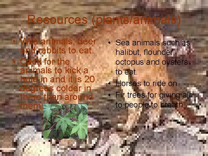 Resources (plants/animals) • Wild animals, deer and rabbits to eat. • Cacti for the