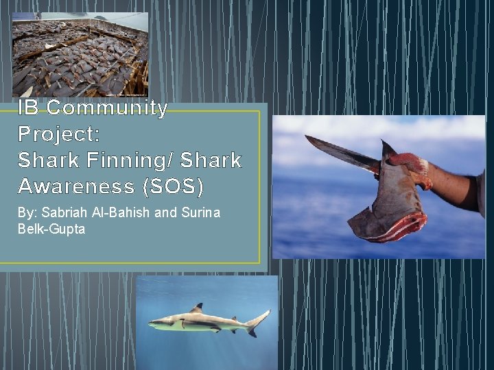 IB Community Project: Shark Finning/ Shark Awareness (SOS) By: Sabriah Al-Bahish and Surina Belk-Gupta