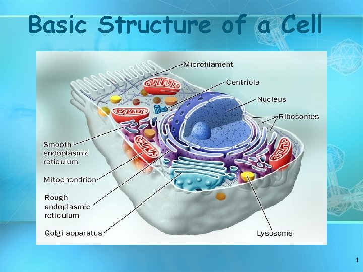 Basic Structure of a Cell 1 