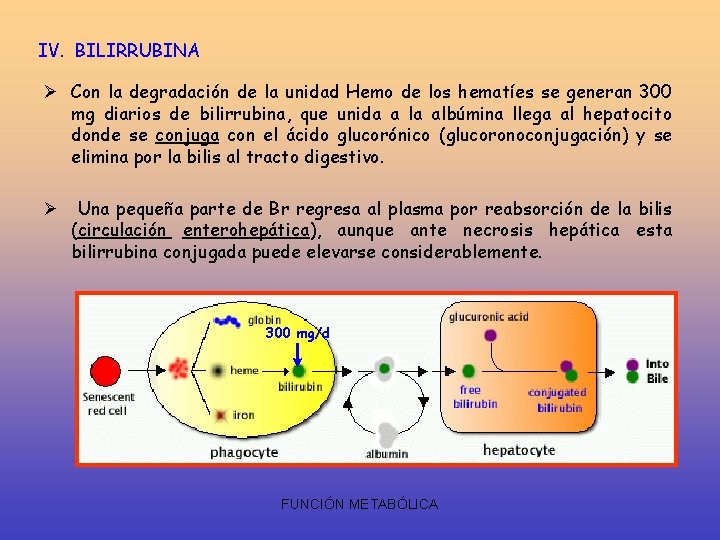 IV. BILIRRUBINA Ø Con la degradación de la unidad Hemo de los hematíes se