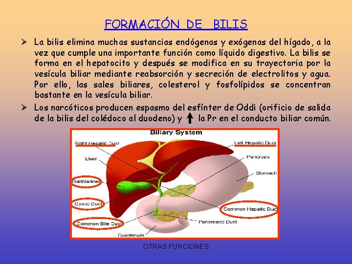 FORMACIÓN DE BILIS Ø La bilis elimina muchas sustancias endógenas y exógenas del hígado,