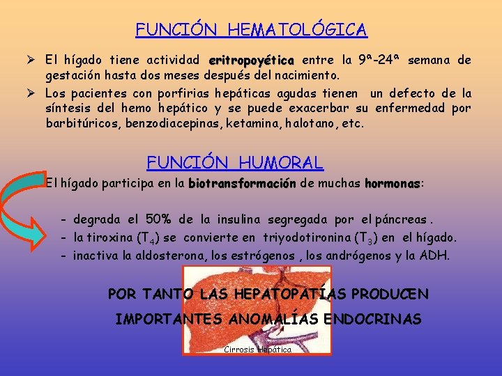 FUNCIÓN HEMATOLÓGICA Ø El hígado tiene actividad eritropoyética entre la 9ª-24ª semana de gestación