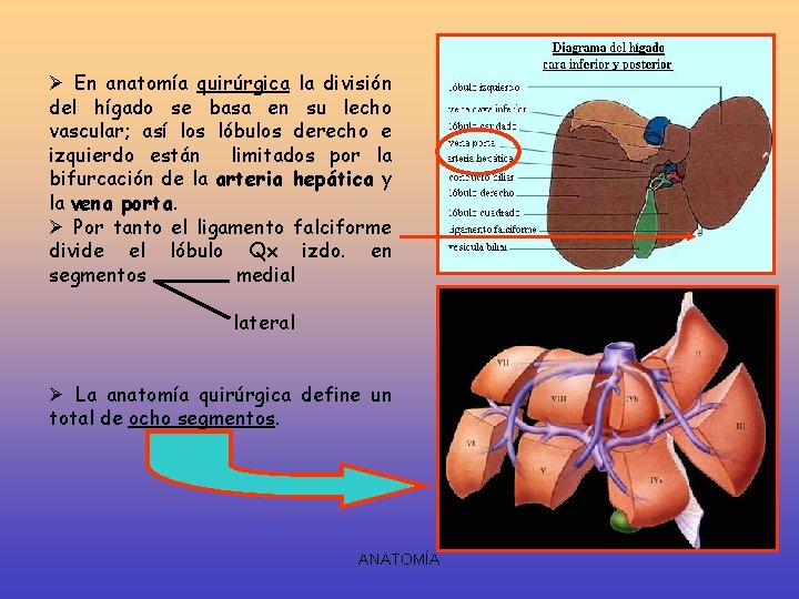 Ø En anatomía quirúrgica la división del hígado se basa en su lecho vascular;
