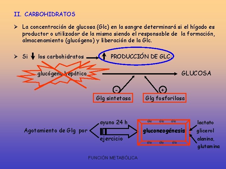 II. CARBOHIDRATOS Ø La concentración de glucosa (Glc) en la sangre determinará si el